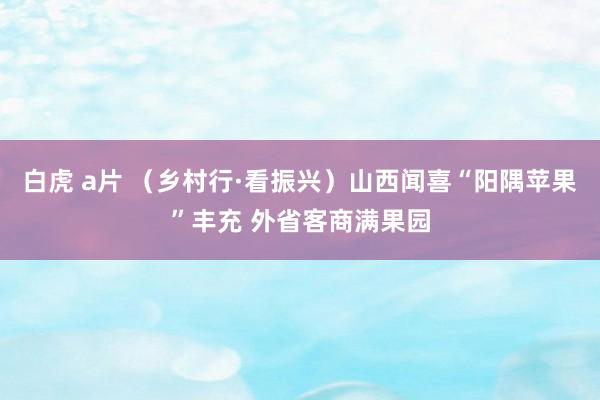 白虎 a片 （乡村行·看振兴）山西闻喜“阳隅苹果”丰充 外省客商满果园